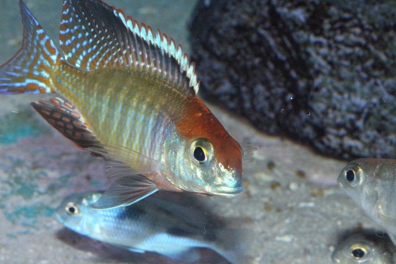 Lethrinops sp. 'red cap' Itungi